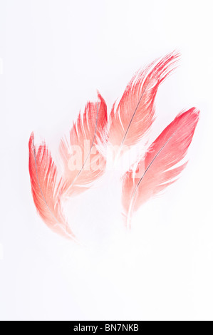 Abstract del Congo pappagallo grigio africano, Psittacus erithacus erithacus, rosso timoniere retro-illuminato contro uno sfondo bianco. Foto Stock