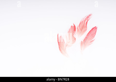 Abstract del Congo pappagallo grigio africano, Psittacus erithacus erithacus, rosso timoniere retro-illuminato contro uno sfondo bianco. Foto Stock