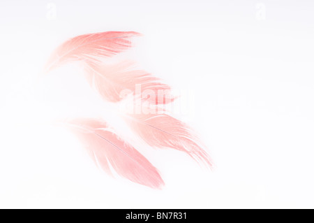 Abstract del Congo pappagallo grigio africano, Psittacus erithacus erithacus, rosso timoniere retro-illuminato contro uno sfondo bianco. Foto Stock