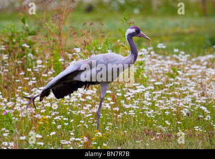 Gru comune stretching ali e gamba Foto Stock