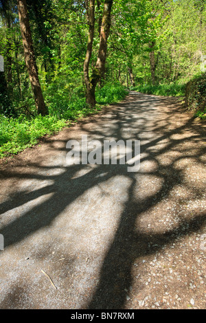 Bosco a piedi con le ombre degli alberi sul percorso, frondosi pezzata luce Foto Stock