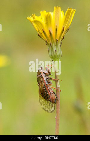 Cicala in appoggio su di una levetta di tarassaco Nuova Zelanda Foto Stock