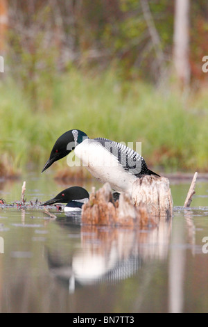 Loons comune, Northern Divers coniugata Foto Stock