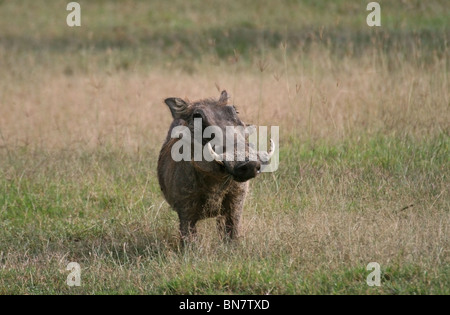 Un Warthog ritratto preso in Lake Nakuru riserva nazionale, Kenya, Africa orientale Foto Stock