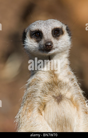 Maschio codato slanciata Meerkat Suricata suricatta permanente sulla schiena gambe Foto Stock