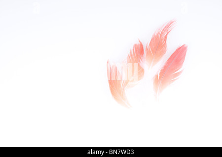 Abstract del Congo pappagallo grigio africano, Psittacus erithacus erithacus, rosso timoniere retro-illuminato contro uno sfondo bianco. Foto Stock