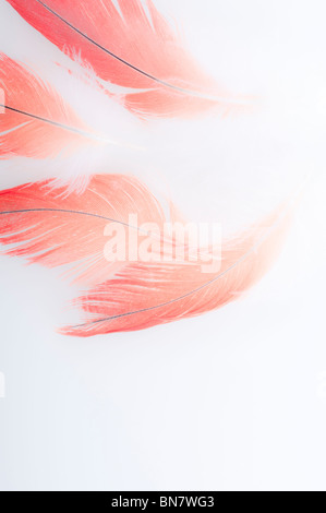 Abstract del Congo pappagallo grigio africano, Psittacus erithacus erithacus, rosso timoniere retro-illuminato contro uno sfondo bianco. Foto Stock