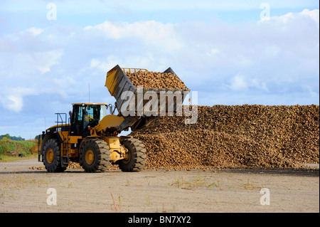 Area di raccolta per i prodotti agricoli raccolti di barbabietole prima della lavorazione a Bad Axe Michigan dalla Pioneer Sugar Company Foto Stock