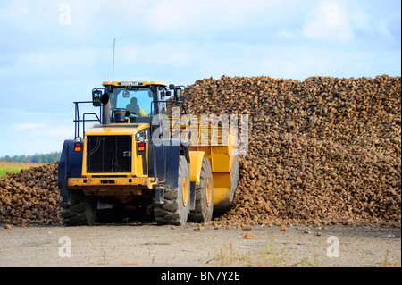 Area di raccolta per i prodotti agricoli raccolti di barbabietole prima della lavorazione a Bad Axe Michigan dalla Pioneer Sugar Company Foto Stock