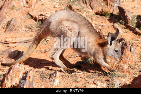 BROKEN Hill, NSW - circa 2009: Un Euro Kangaroo nell'Outback australiano, irca 2009 Broken Hill, NSW, Australia Foto Stock