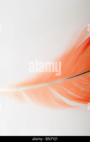 Abstract del Congo pappagallo grigio africano, Psittacus erithacus erithacus, rosso timoniere retro-illuminato contro uno sfondo bianco. Foto Stock