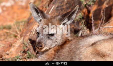 BROKEN Hill, NSW - circa 2009: Un canguro poltrire circa nell'Outback australiano, circa 2009, Broken Hill, NSW, Australia Foto Stock