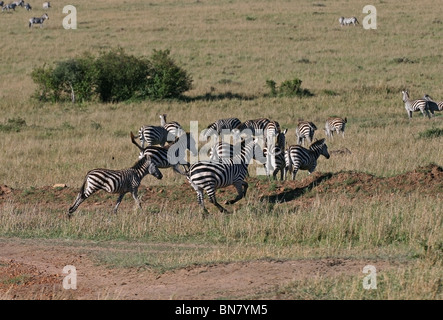 Le pianure Zebra nella savana del Masai Mara riserva nazionale, Kenya, Africa orientale Foto Stock