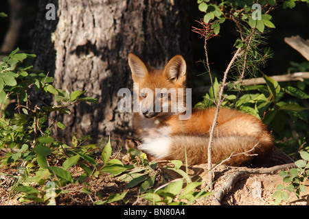 Red Fox (Vulpes vulpes vulpes) che stabilisce nel bosco Foto Stock