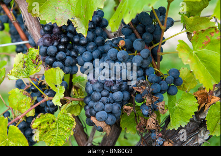 Uve di vitigni sulla regione dei Laghi Finger New York Foto Stock