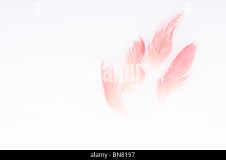 Abstract del Congo pappagallo grigio africano, Psittacus erithacus erithacus, rosso timoniere retro-illuminato contro uno sfondo bianco. Foto Stock