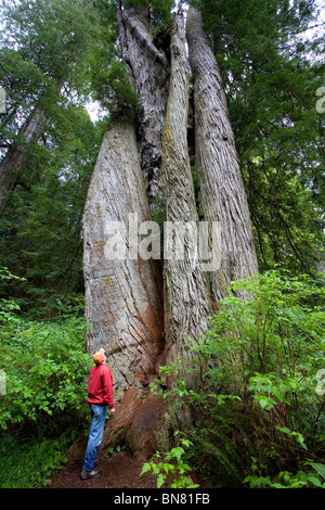 Escursionista guardando enormi Redwoods Costiere (Sequoia sempervirens), Prairie Creek Redwoods San Prk, Parco Nazionale di Redwood in California Foto Stock