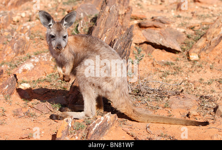 BROKEN Hill, NSW - circa 2009: Un canguro nell'Outback australiano, circa 2009, Broken Hill, NSW, Australia. Foto Stock