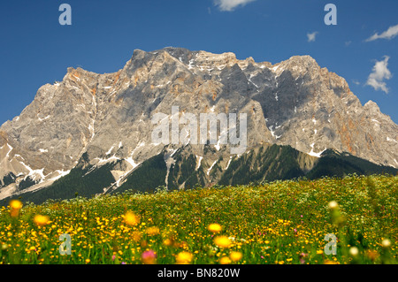 Fioritura pascoli di montagna ai piedi del Wetterstein gamma di montagna con il monte Zugspitze, ehrwald, Tirolo, Austria Foto Stock