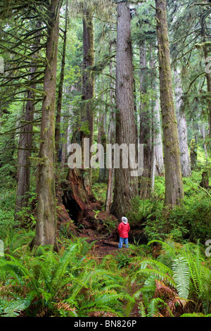 Escursionista Che Guarda Le Enormi Sequoie Costiere (Sequoia Sempervirens), Prairie Creek Redwoods St. Park, Redwood National Park, California Foto Stock