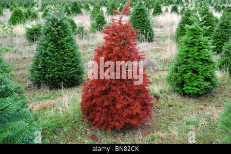 Rosso albero di Natale in piedi fuori dalla folla dal verde di alberi di Natale. Foto Stock