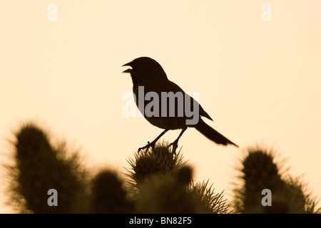 Black throated Sparrow cantando su Cholla Cactus Foto Stock