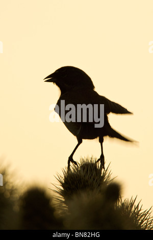 Black throated Sparrow cantando su Cholla Cactus - Verticale Foto Stock