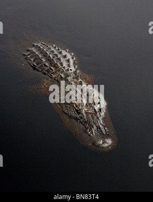 Un coccodrillo americano galleggianti silenziosamente verso il fotografo nella profonda Okefenokee Swamp. Foto Stock