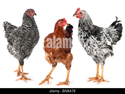 Giovani di gallina pollo gallo e girato in studio su bianco Foto Stock