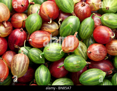 Il rosso e il verde uva spina Frutti closeup sfondo Foto Stock