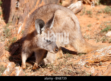 BROKEN Hill, NSW - circa 2009: Un Euro Kangaroo nell'Outback australiano, circa 2009, Broken Hill, NSW, Australia. Foto Stock