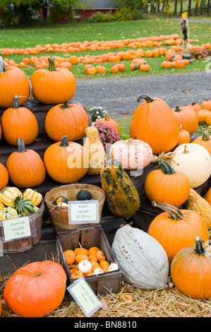 Supporto stradale nella regione dei Laghi Finger New York Foto Stock