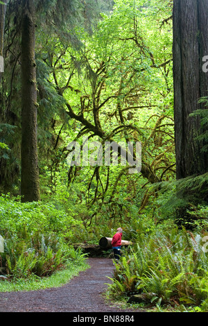 Escursionista guardando enormi Redwoods Costiere (Sequoia sempervirens), Prairie Creek Redwoods San Prk, Parco Nazionale di Redwood in California Foto Stock