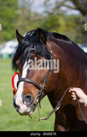 Galles stallone Welsh cob pony bella forte Foto Stock