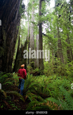 Escursionista guardando enormi Redwoods Costiere (Sequoia sempervirens), Prairie Creek Redwoods San Prk, Parco Nazionale di Redwood in California Foto Stock