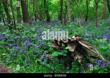 In Bluebells Hagbourne Copse, Swindon, Wiltshire, Regno Unito. Maggio 2010 Foto Stock