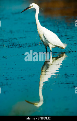 Airone guardabuoi Bubulcus ibis Foto Stock