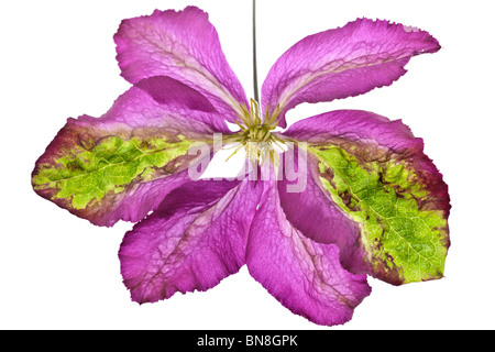 Di colore rosa e verde flowerhead venato di Clematis viticella Sodertalje Foto Stock