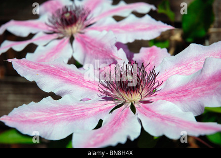 Clematis, Nelly Moser Foto Stock