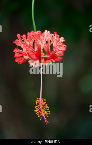 Hibiscus schizopetalus Lanterna giapponese Foto Stock