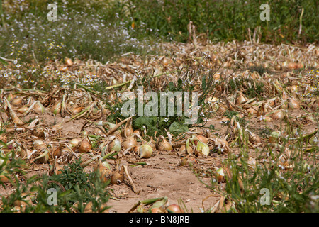 Le cipolle (Allium cepa) che cresce su un Scegli la tua fattoria, Sussex, Regno Unito Foto Stock