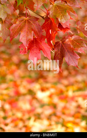 Foglie di autunno Foto Stock