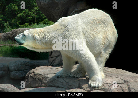 Bianco orso polare in piedi sulla sporgenza rocciosa Foto Stock