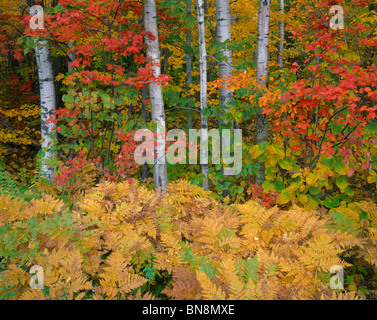 Apostle Islands National Lakeshore, WI caduta foresta colorata di Betulla, Carpino americano e bracken felci Foto Stock