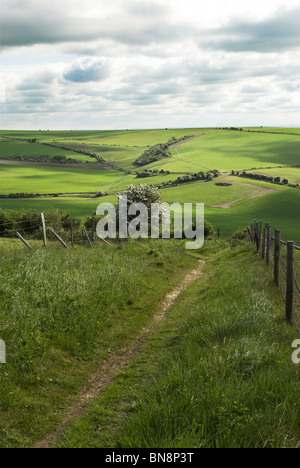 Il sentiero conduce intorno all'antica età del ferro hill fort di Cissbury Ring nel South Downs National Park. Foto Stock