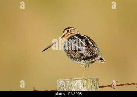 Beccaccino (Gallinago gallinago) con la testa ruotata, in piedi sul palo da recinzione con una gamba nascosto durante il riposo Foto Stock