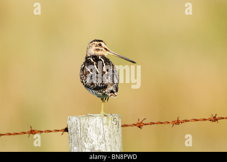 Beccaccino (Gallinago gallinago) con la testa ruotata, in piedi sul palo da recinzione con una gamba nascosto durante il riposo Foto Stock