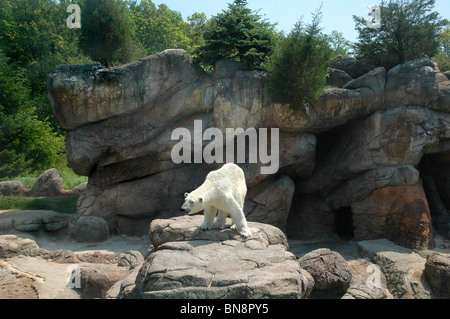 Bianco orso polare in piedi sulla sporgenza rocciosa Foto Stock