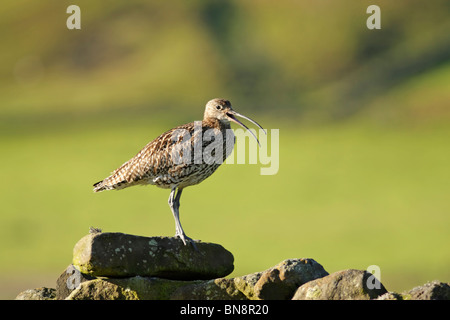 Eurasian curlew (Numenius arquata) con becco aperto durante chiamate in piedi sul muro di pietra con i campi dietro Foto Stock