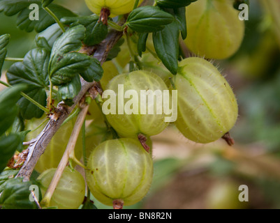 Ribes (ribes uva-crispa) crescente sulla boccola Foto Stock